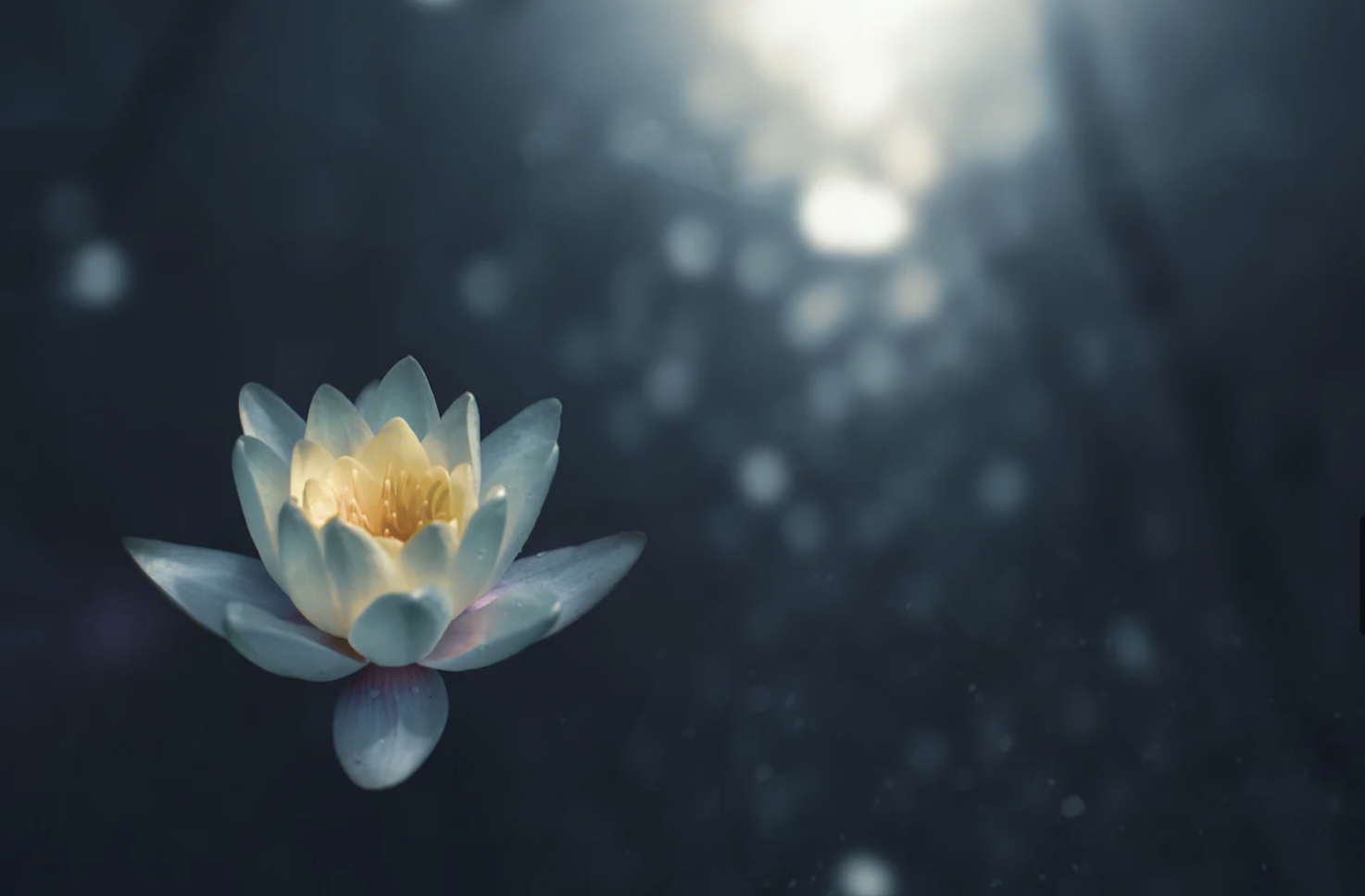 Lotus Flower